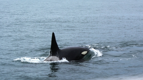 Orca