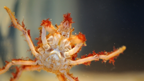 Great Spider Crab