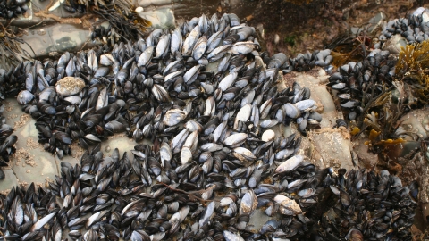 Mussels