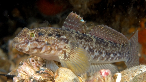 Rock goby