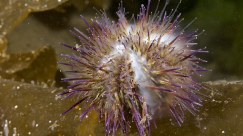 Green sea urchin