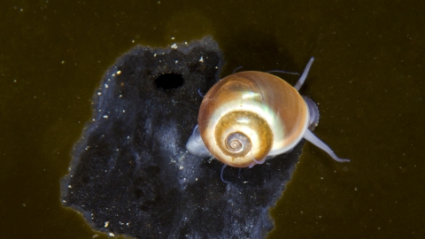 Flat Periwinkle