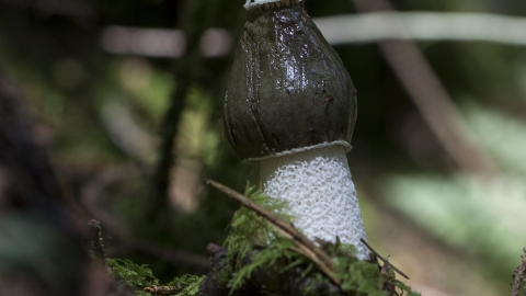 Stinkhorn fungus