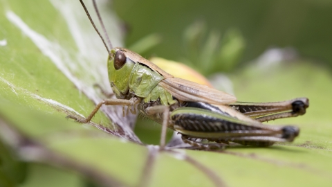 Common green grasshopper
