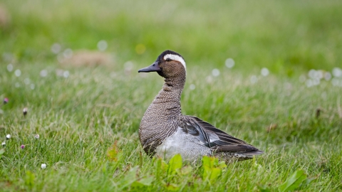 Drake garganey