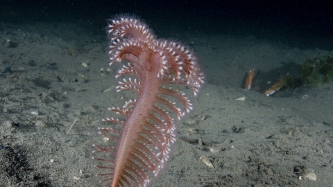 Phosphorescent sea pen