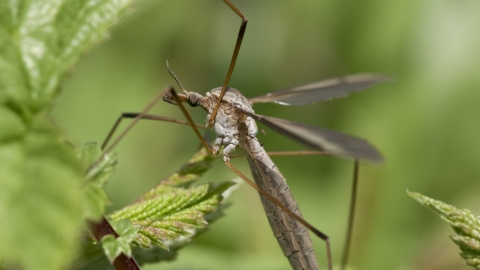 Crane fly (Tipula luna)