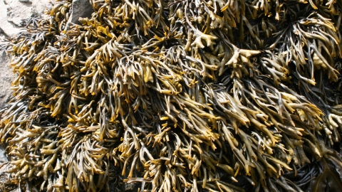 Channelled wrack