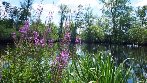 Black Firs & Cranberry Bog - Nature Reserve