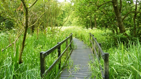 Jackson's Coppice and Marsh