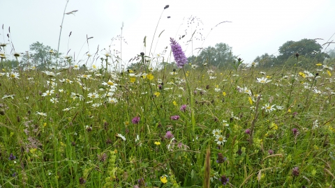 Rod Wood - meadow 