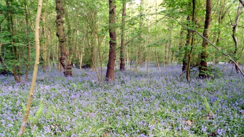 Hem Heath Woods 