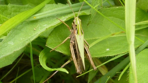 Rod Wood - insect