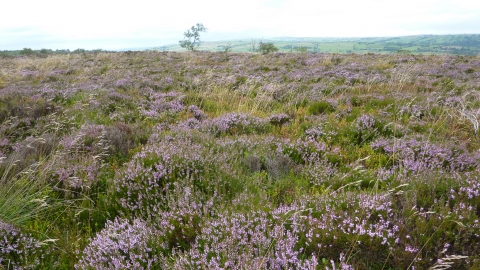 Ipstones Edge - stunning Heather