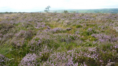 Ipstones Edge - stunning Heather 