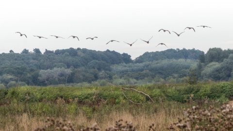 Birds flying over Croxall Lakes