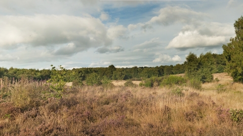 Highgate Common