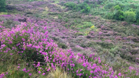 Gentleshaw Common - stunning lowland heathland in August 