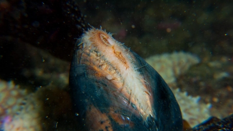 Ocean quahog