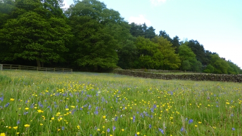 Side Meadow Farm 