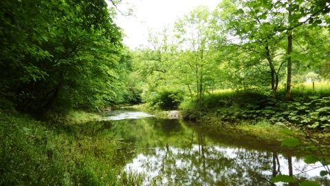 Castern Wood - Nature Reserve 