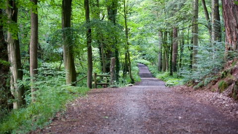 Lyton Moss - Nature Reserve
