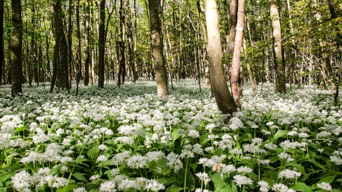 Harston Wood Reserve 