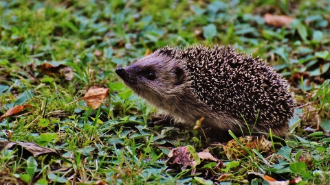 Hedgehog