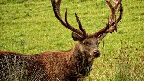 Red Deer can be found at George's Hayes