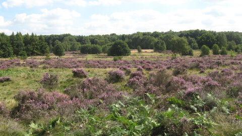Highgate Common 