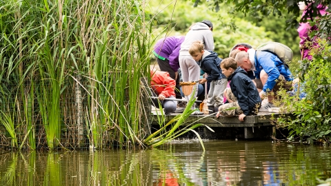 Pond dipping at Wolseley