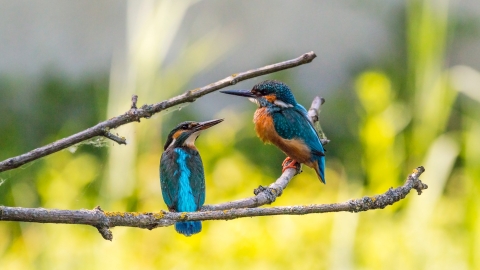 Wolseley Kingfisher