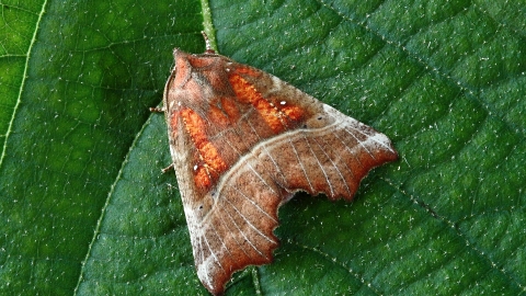 Moth