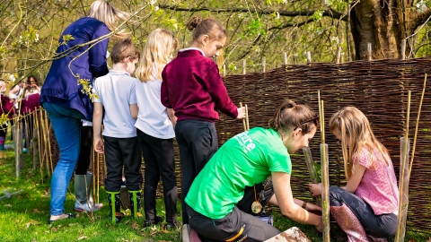 Tree planting