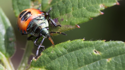 Bronze shieldbug nymph