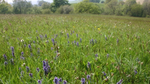 field at Rod Wood