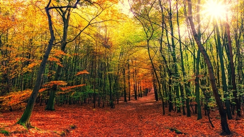 autumn trees