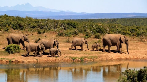 Elephants walking in Africa