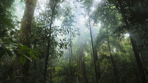 Rainforest canopy
