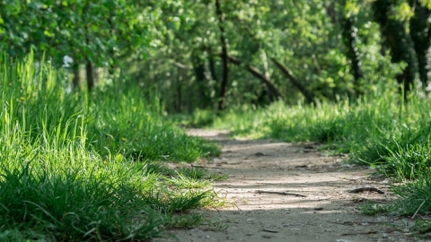 Grass path