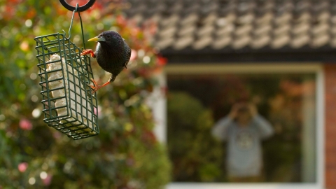 Bird watching