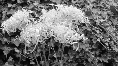 Wooden flowers
