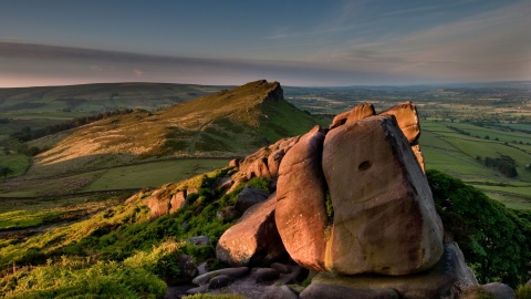 The Roaches