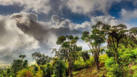 African forest with clouds overhead