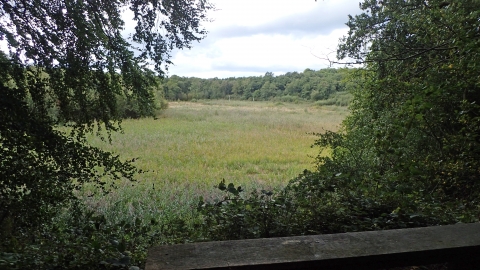 Loynton Moss nature reserve