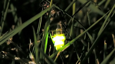 Glow Worm