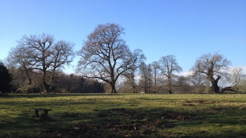 Brankley trees