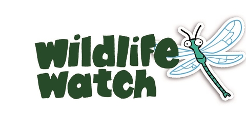 Wildlife Watch