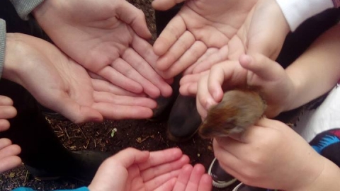 Mammal in Hands