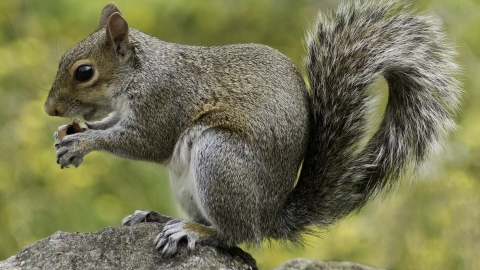 Squirrel